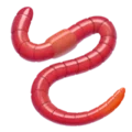 worm