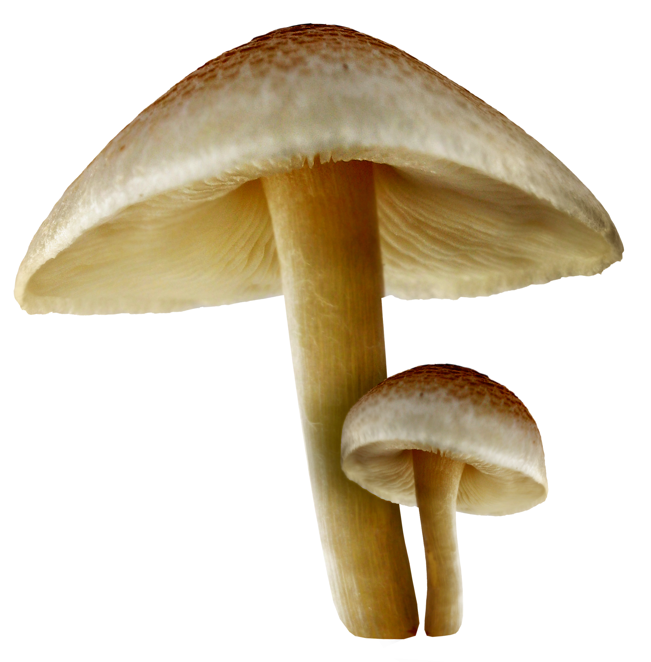 mushroom