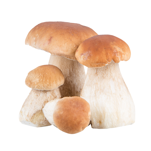 mushroom