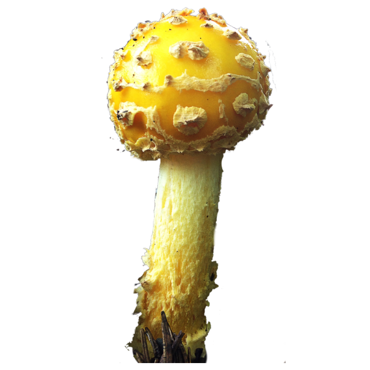 mushroom