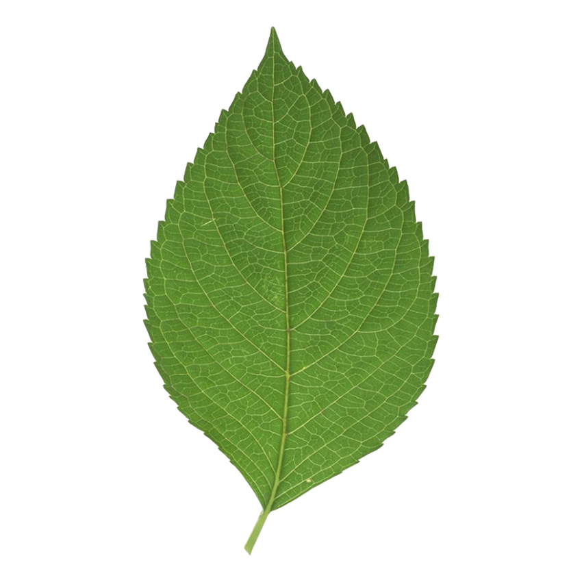 leaf