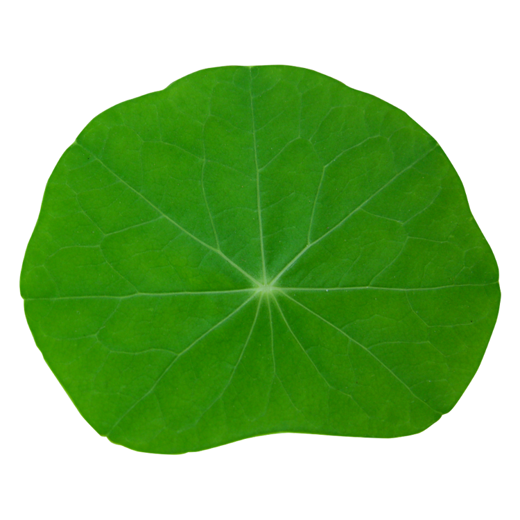 leaf