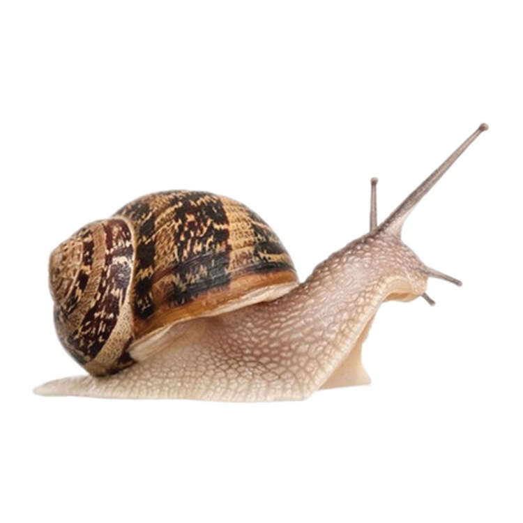 snail